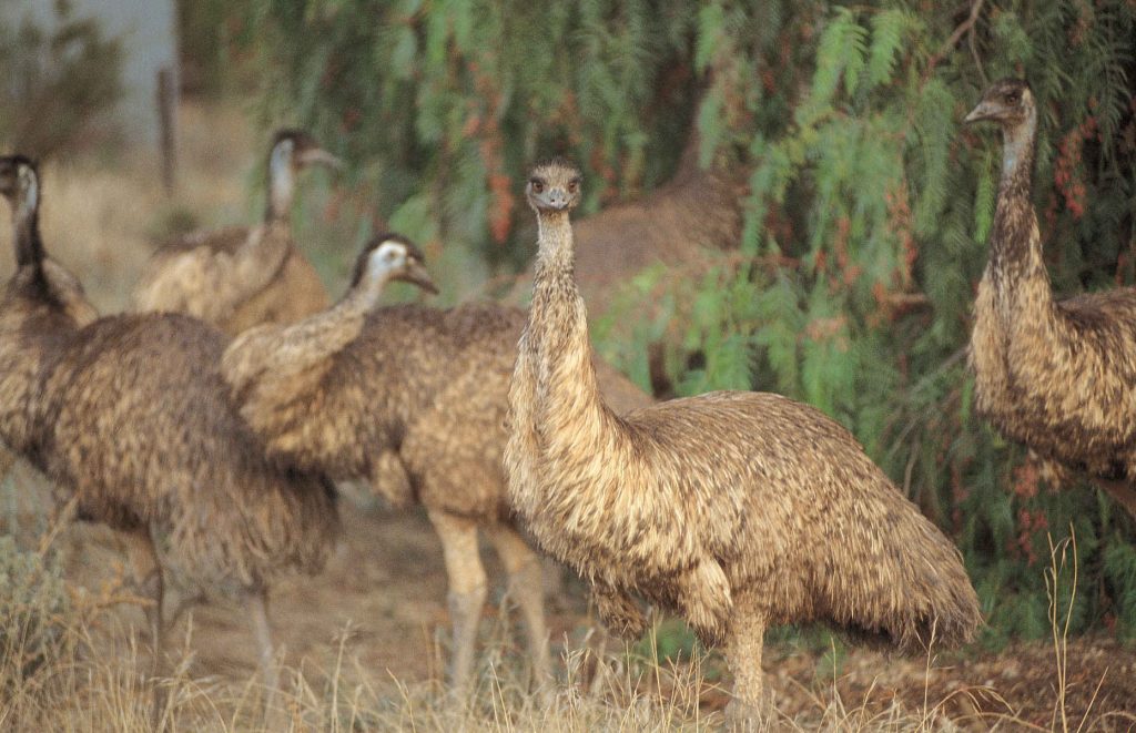 Voyage en Australie - Émeus