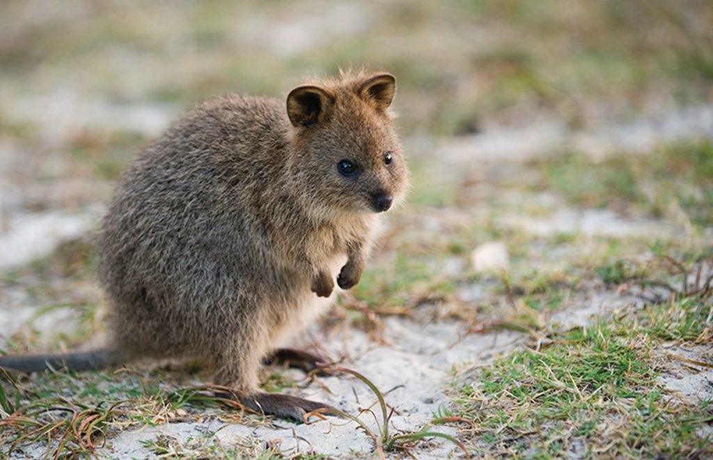 Voyage en Australie - Quokka