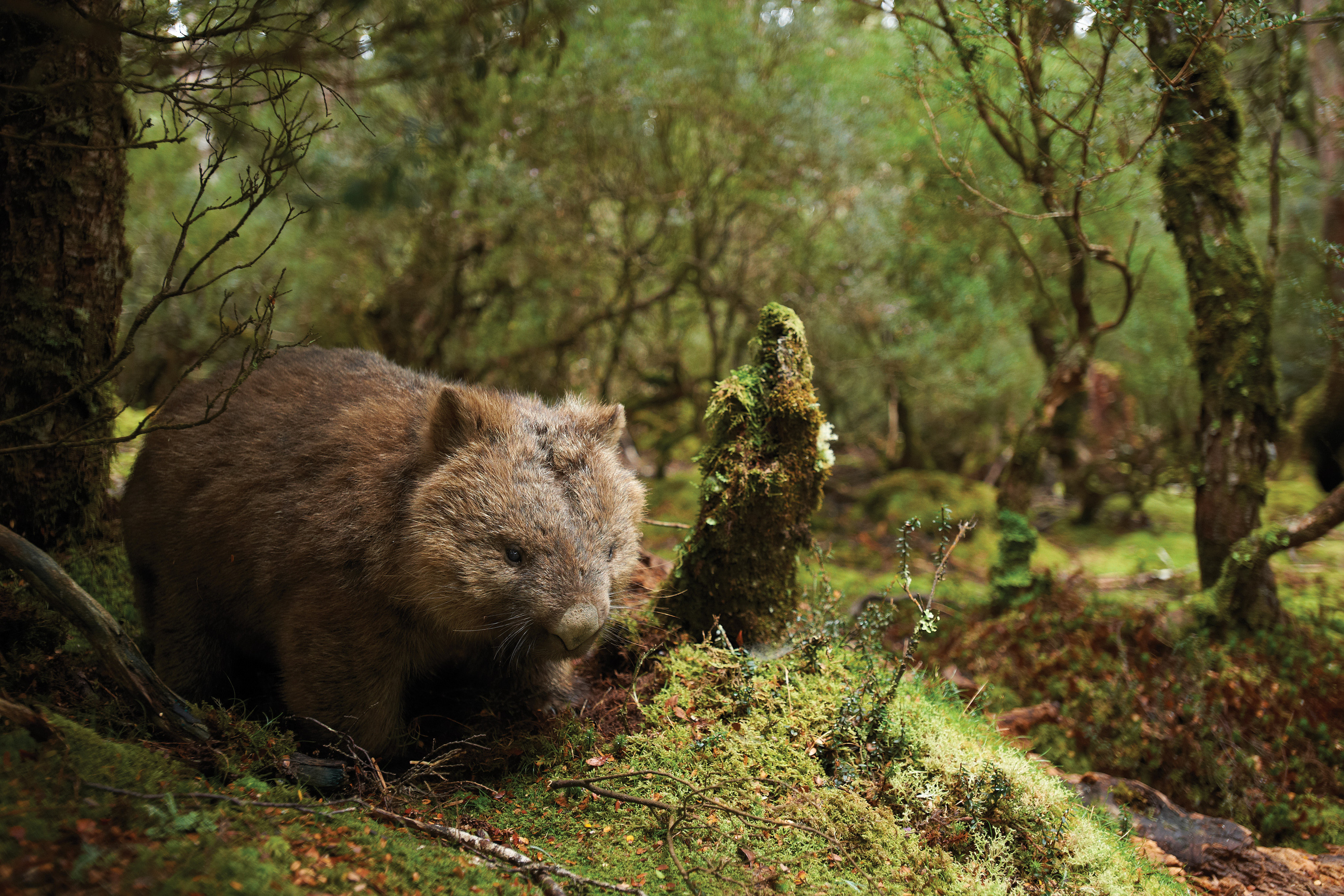 wombat - Roadtrip Tasmanie