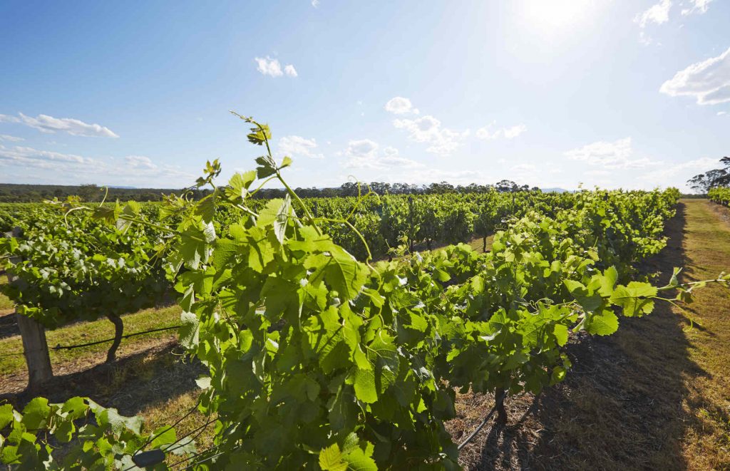 hunter valley voyage en australie