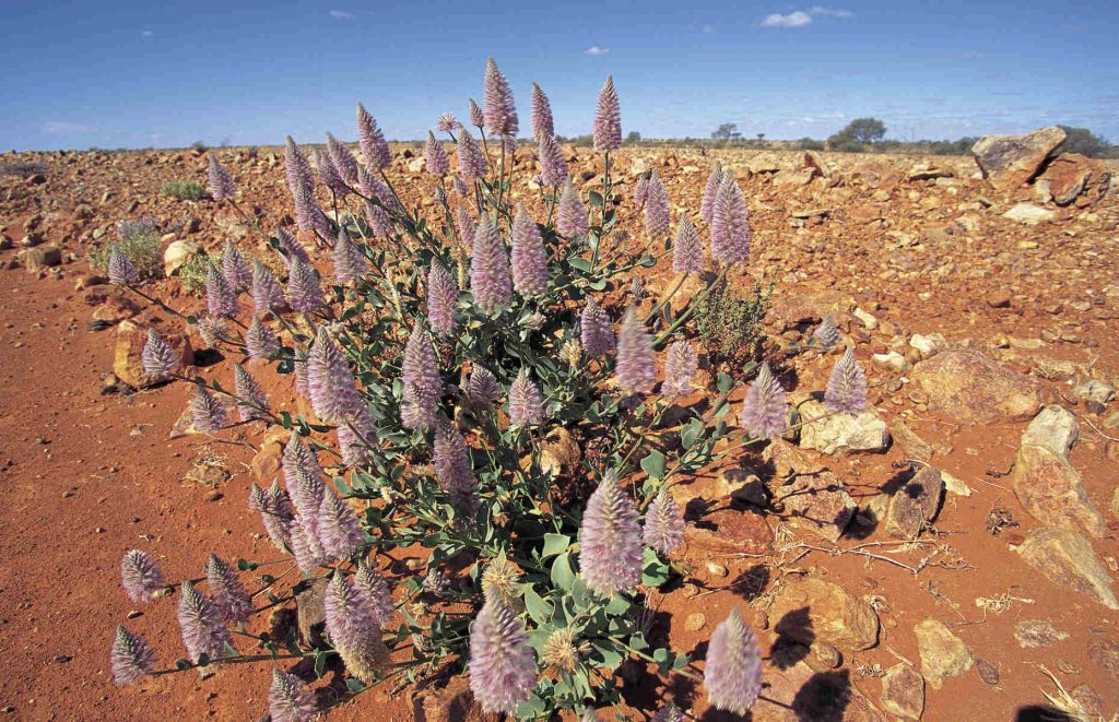 Voyage en Australie - Végétation du South Australia