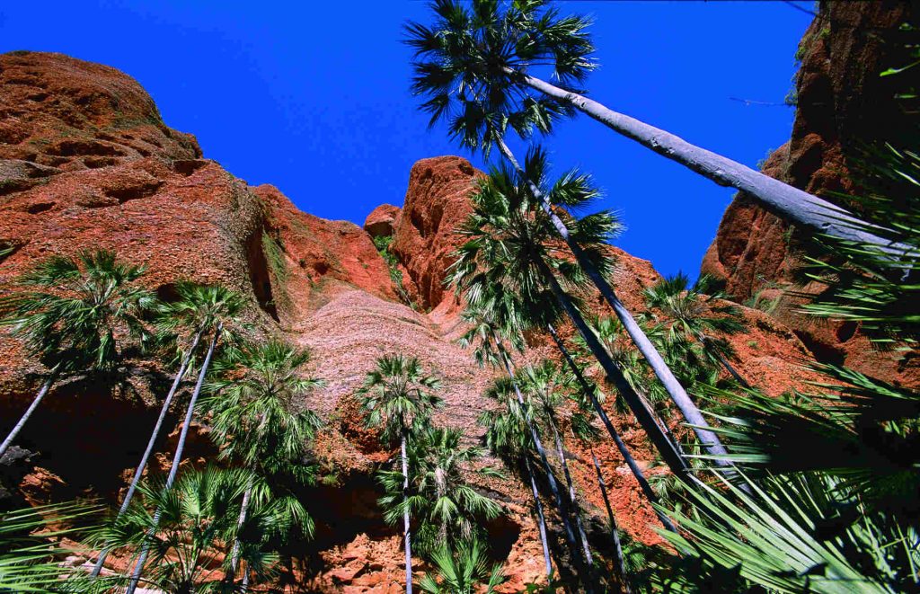 Voyage en Australie - Palmeraie dans les Bungle Bungle