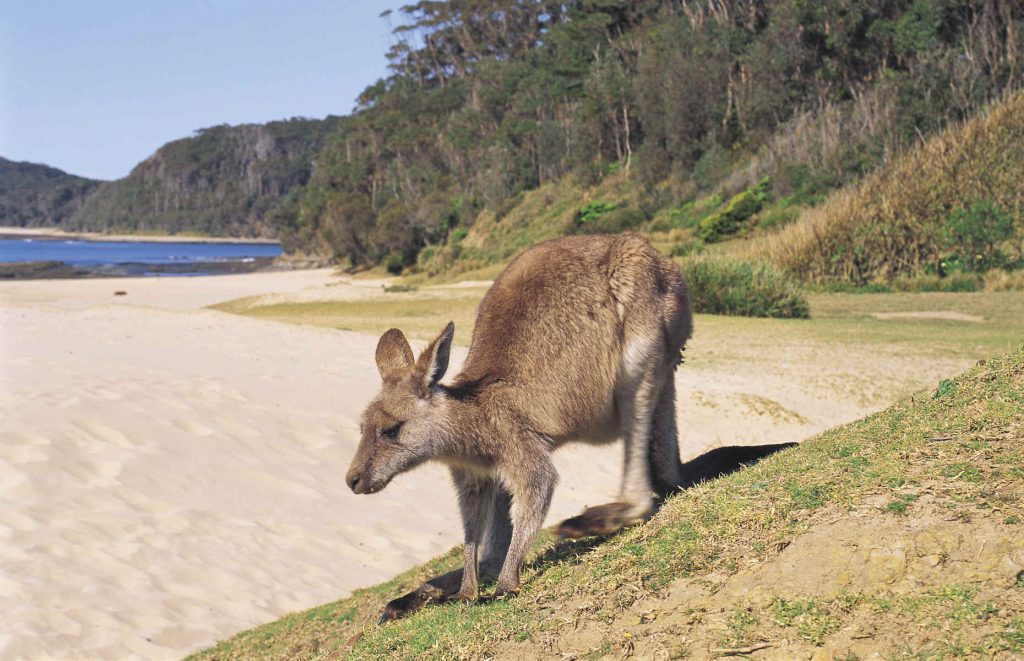 Voyage en Australie, kangourou