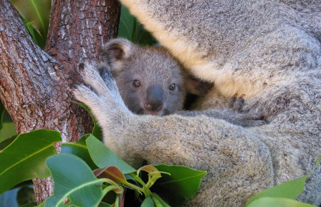 Voyage en Australie - Koala