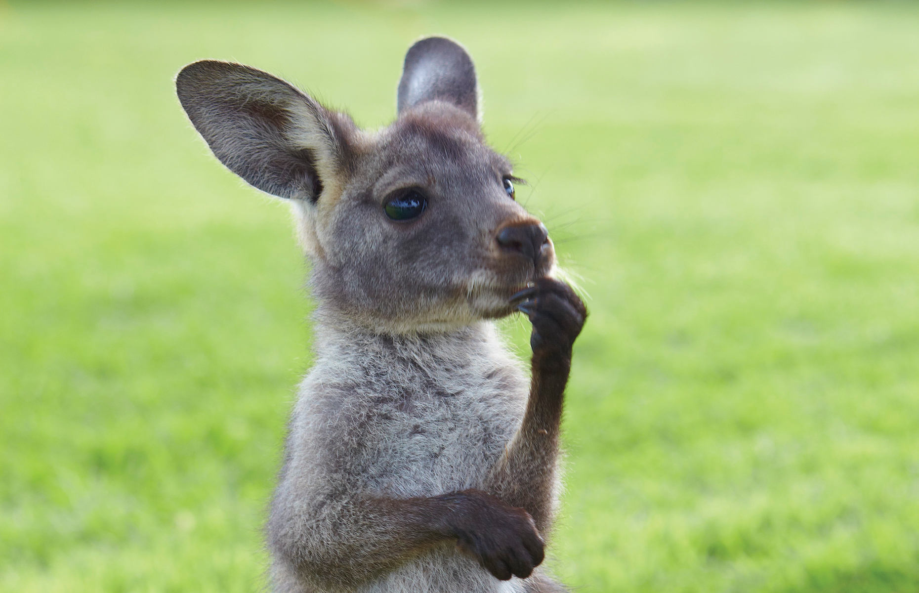 6 Kangourou Voyage Australie Hd Australie Toursaustralie Tours