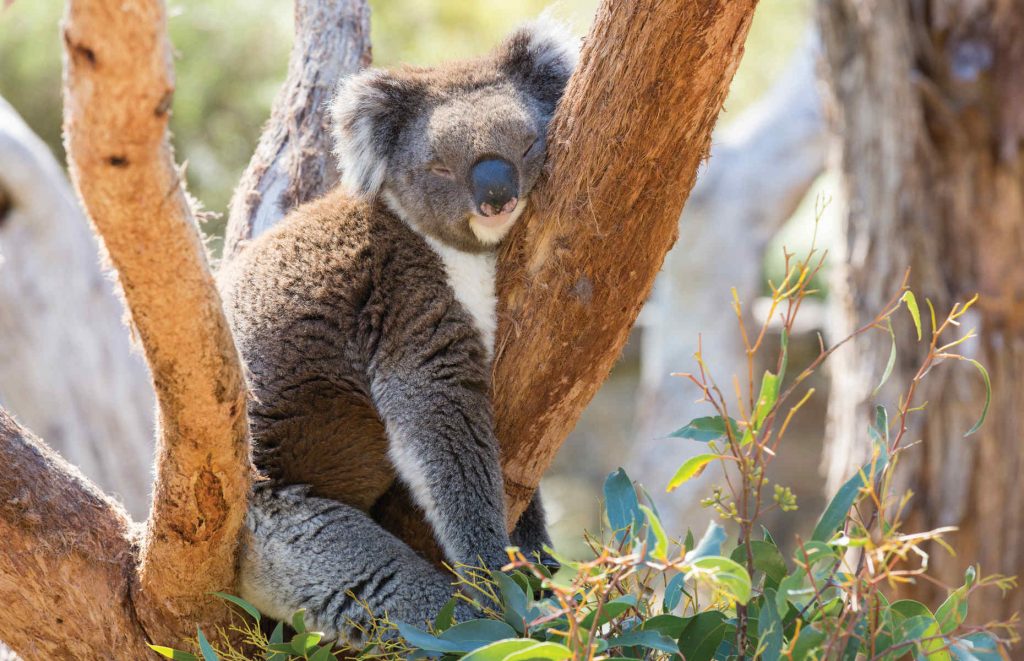 Voyage en Australie, koalas