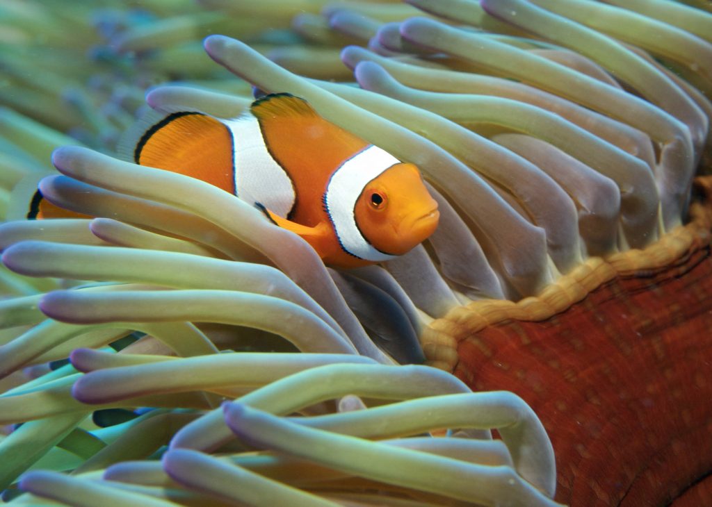 Grande barrière de corail voyage croisière australie