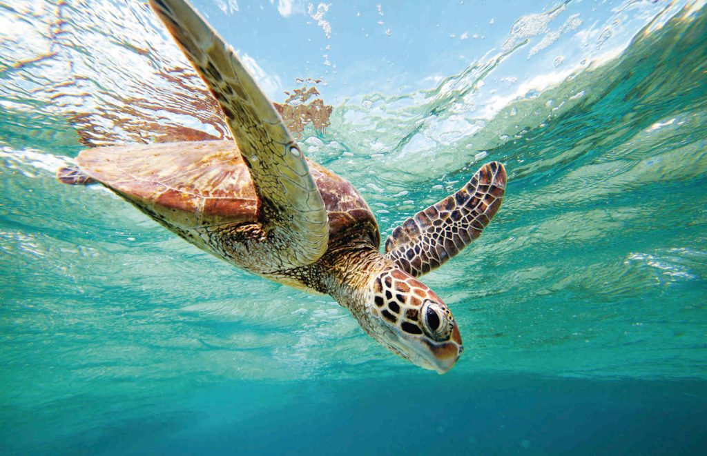 Grande barrière de corail - Tortue voyage australie vacances