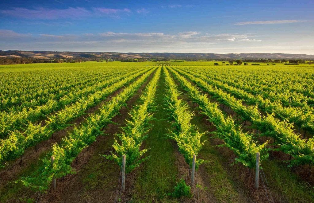 Voyage en Australie - Vignoble australien