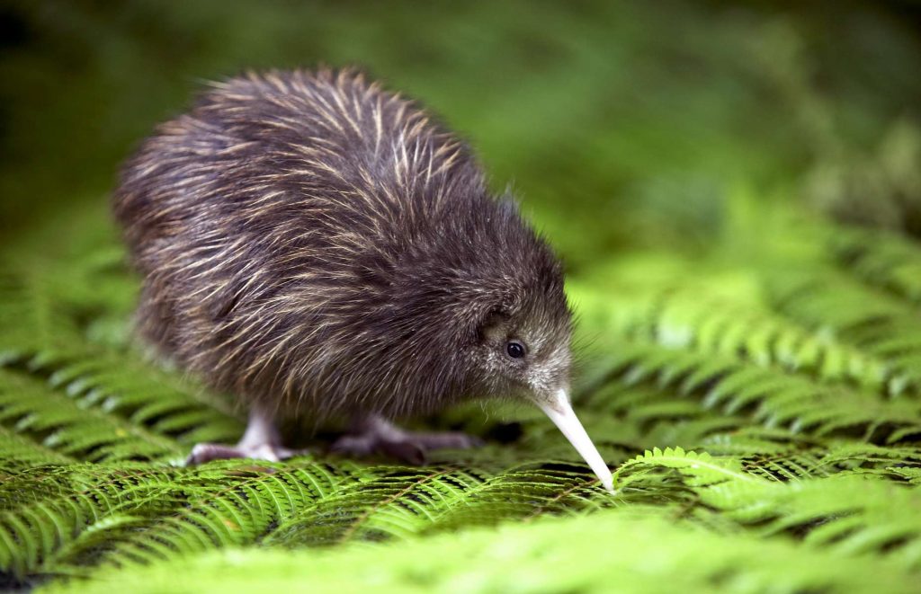 Voyage en Australie - Nouvelle-Zélande, Kiwi