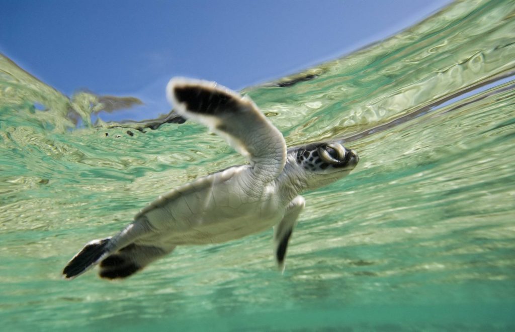 Voyage en Australie - tortue de mer