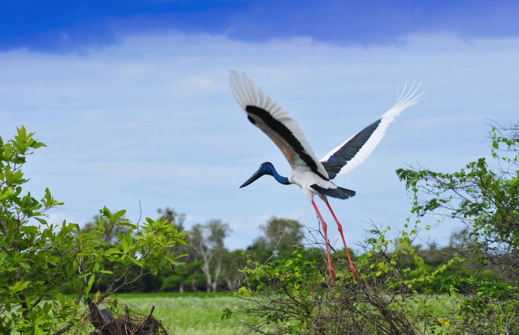 Voyage en Australie - Jabiru