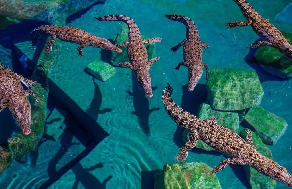 Voyage en Australie - Crocodiles