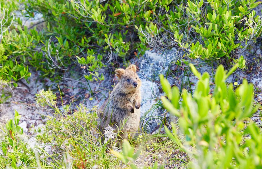 Quokka, Rottnest Island - Voyage en Australie