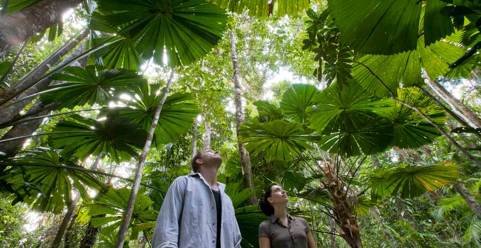 Daintree national park australie