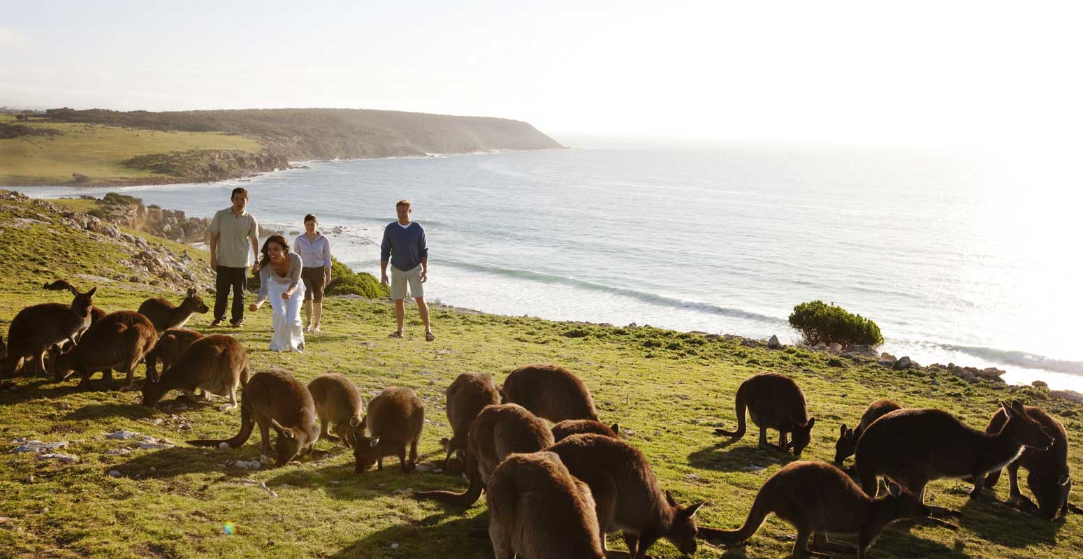 kangourous à Kangaroo Island