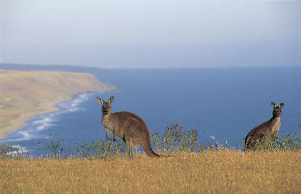 Voyage Australie - Kangaroo Island