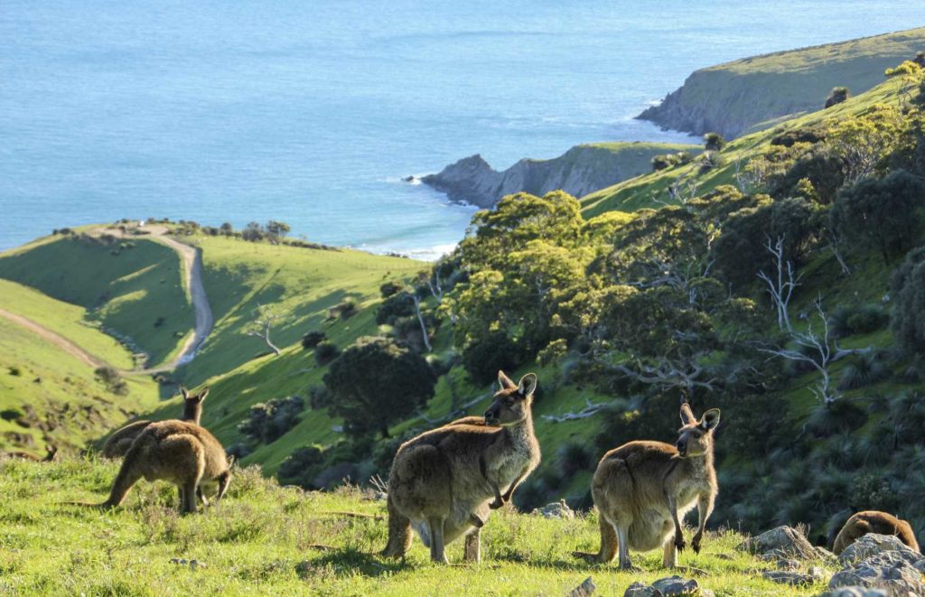 Voyage en Australie - Péninsule de Fleurieu