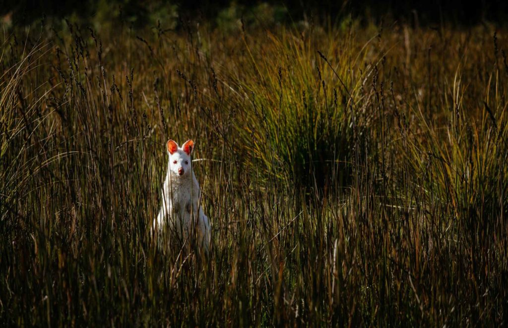 Tasmanie Bruny Island - Voyage Tasmanie - Bruny Island