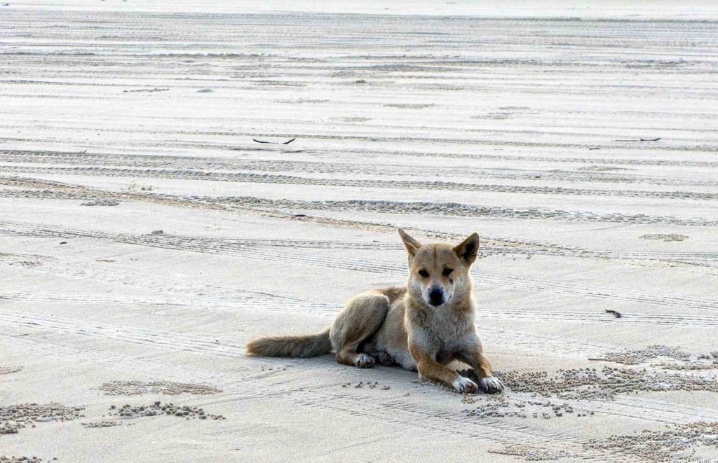 Séjour Fraser Island