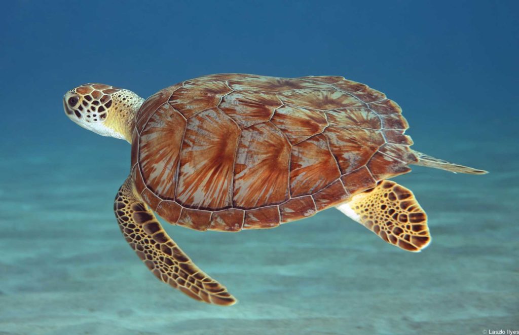 Voyage Australie - Tortue de mer