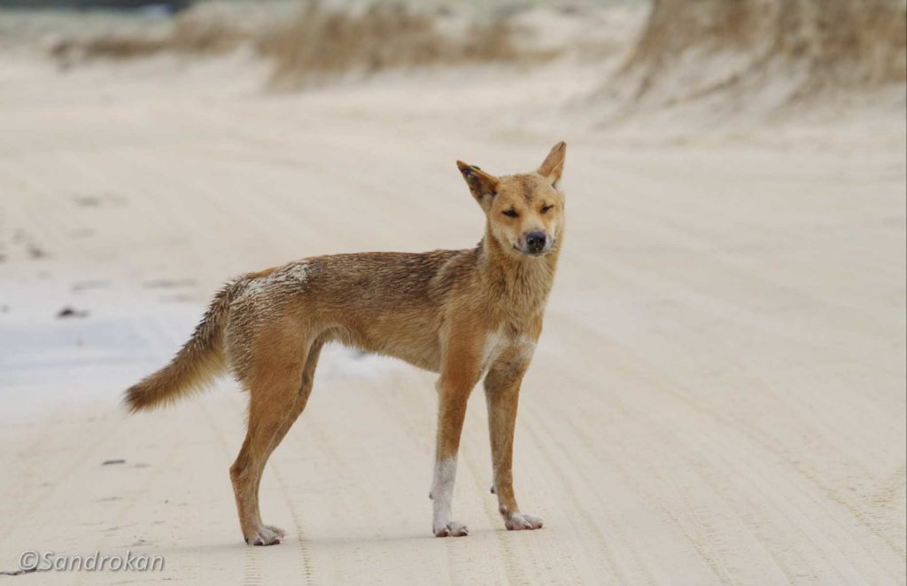 Séjour Fraser Island