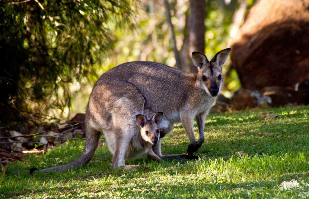 Voyage Australie - Wallabies