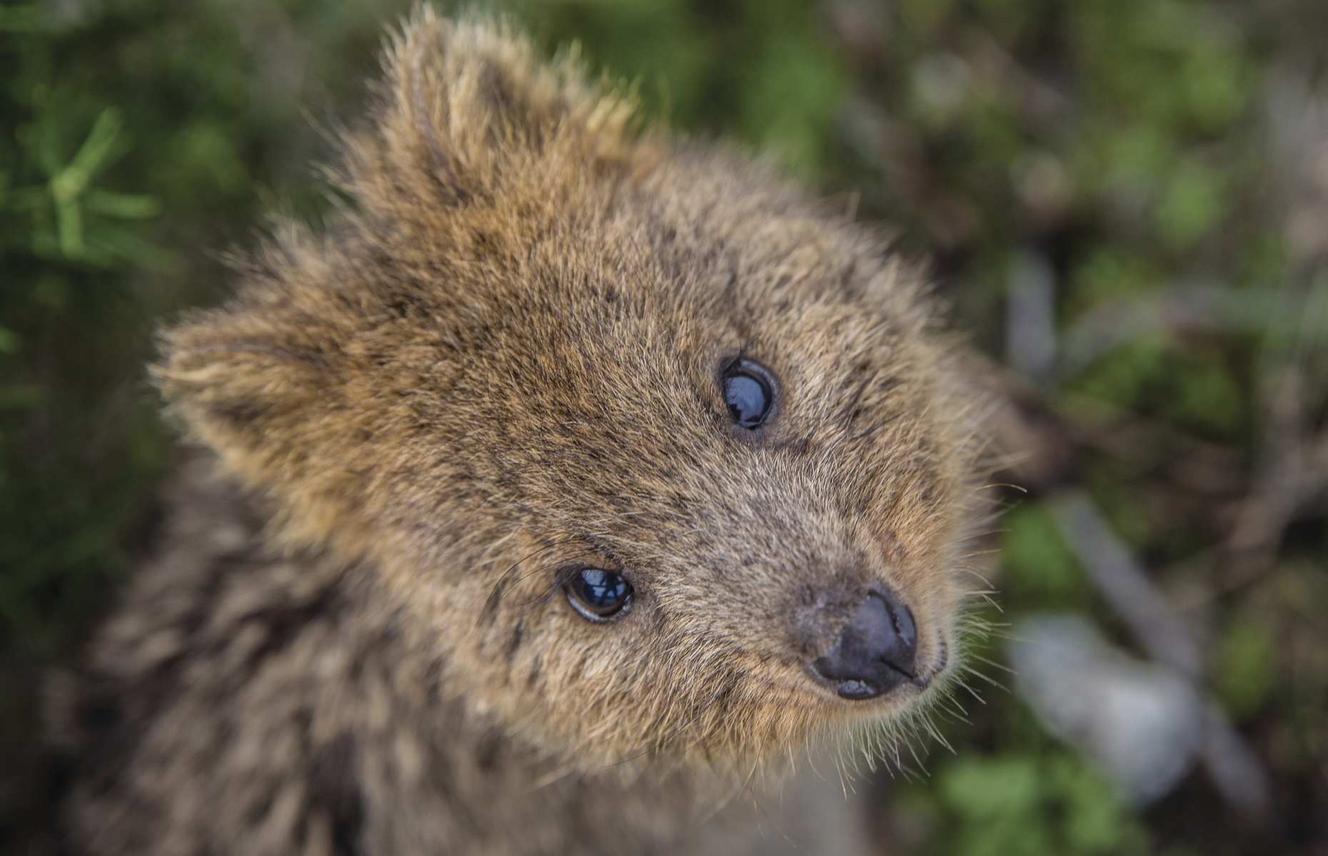 Voyage nature en Australie - Quokka