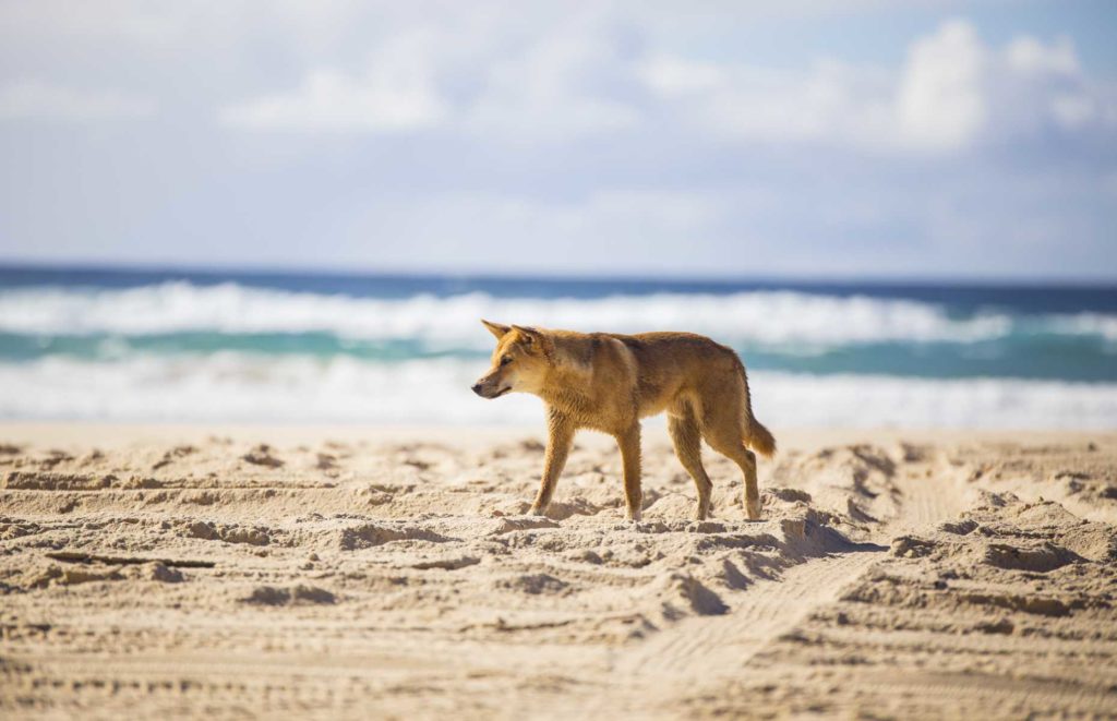 Voyage en Australie - Fraser Island