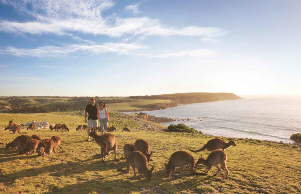 Voyage vignobles Australie - Kangaroo Island