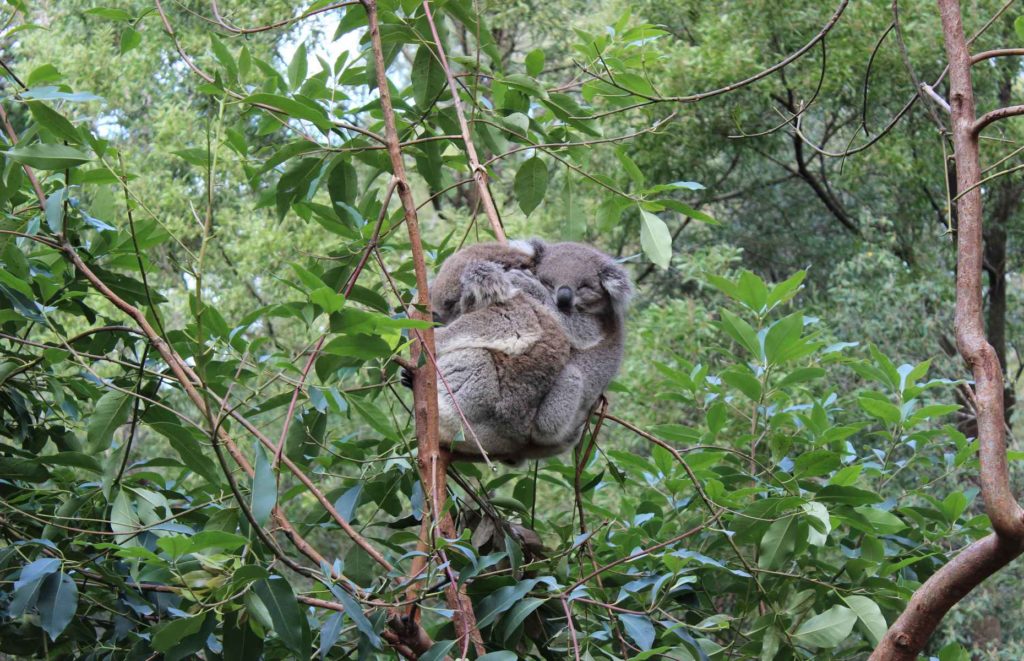 Voyage nature en Australie