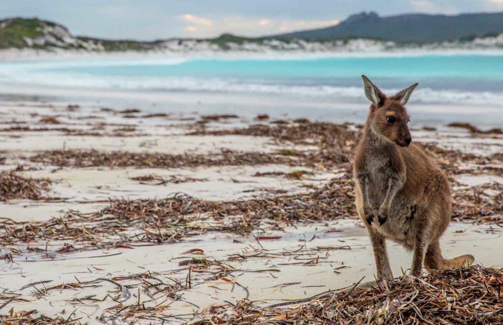 Voyage en Australie de l'ouest - Lucky Bay