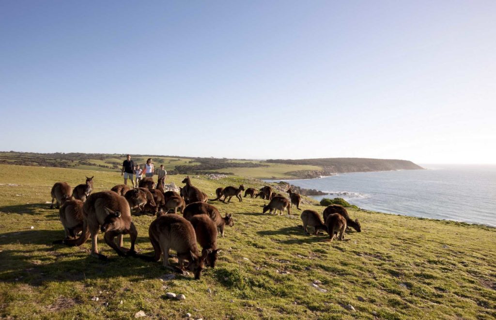 Voyage en Australie du Sud - Kangaroo Island