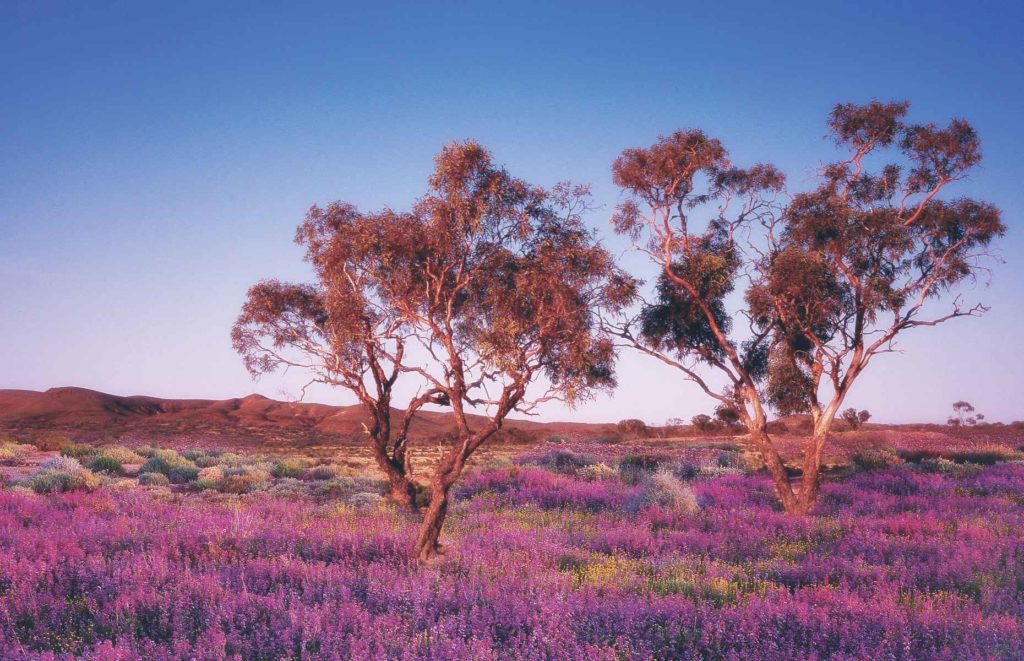 Voyage en Australie du Sud - Flinders Ranges