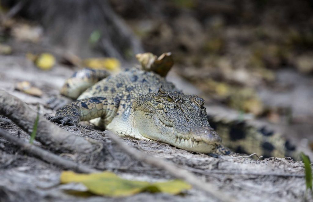 Voyage autotour Top End - Crocodile