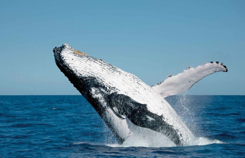 Voyage en Australie - Baleine