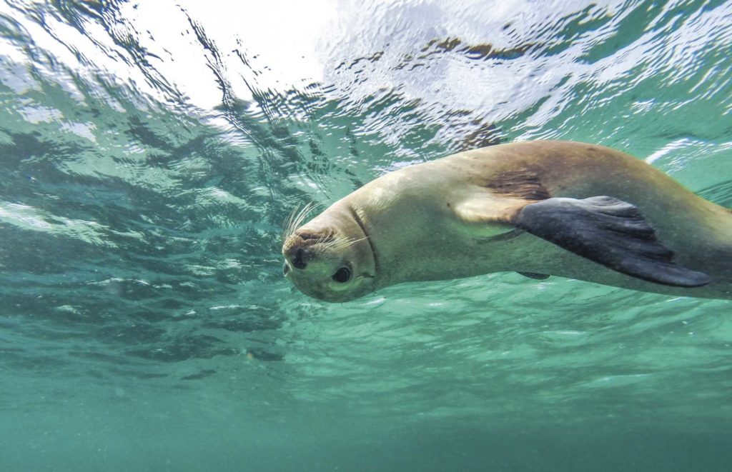 Autotour en Australie - Lion de mer