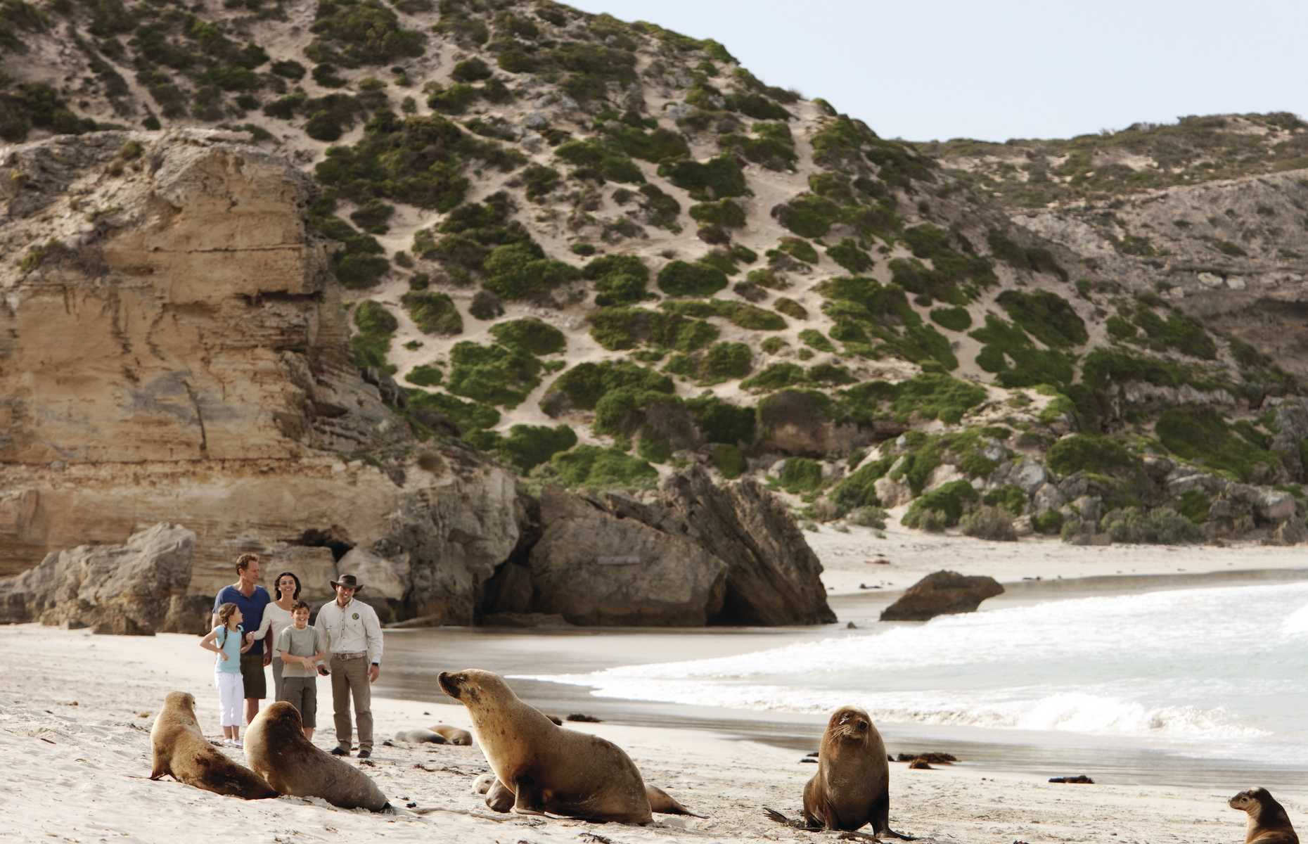 seal bay tours kangaroo island