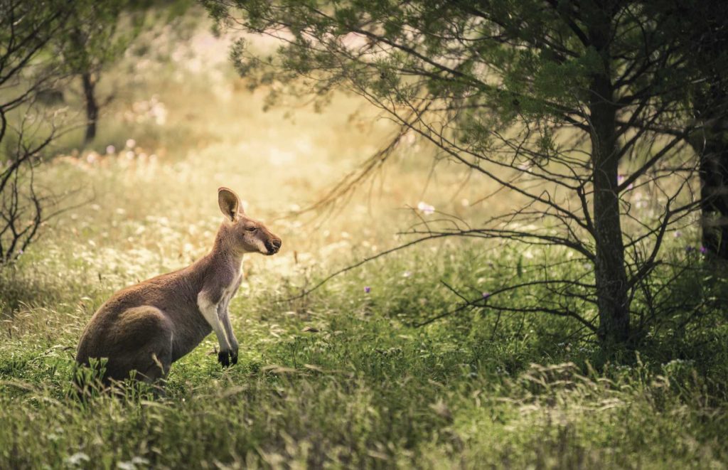 Voyage en Australie du Sud - Flinders Ranges