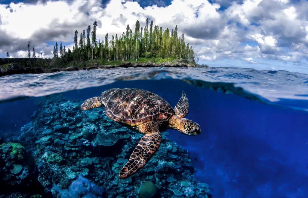 Voyage en Nouvelle Calédonie en famille - Tortue Mare