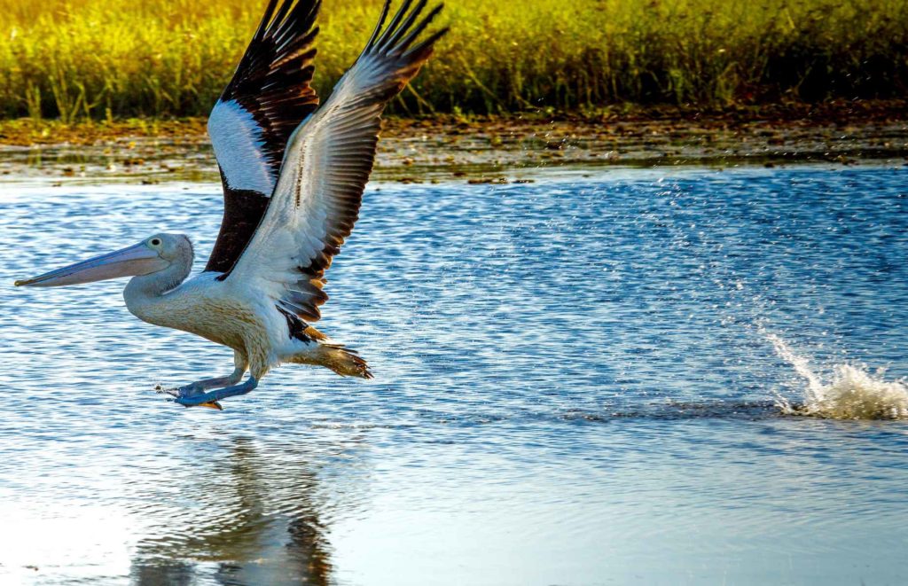 Voyage autotour Top End - Yellow Water's Lagoon, Kakadu National Park