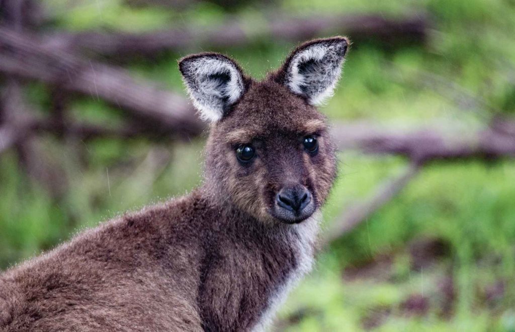 Séjour Kangaroo Island - Kangourou