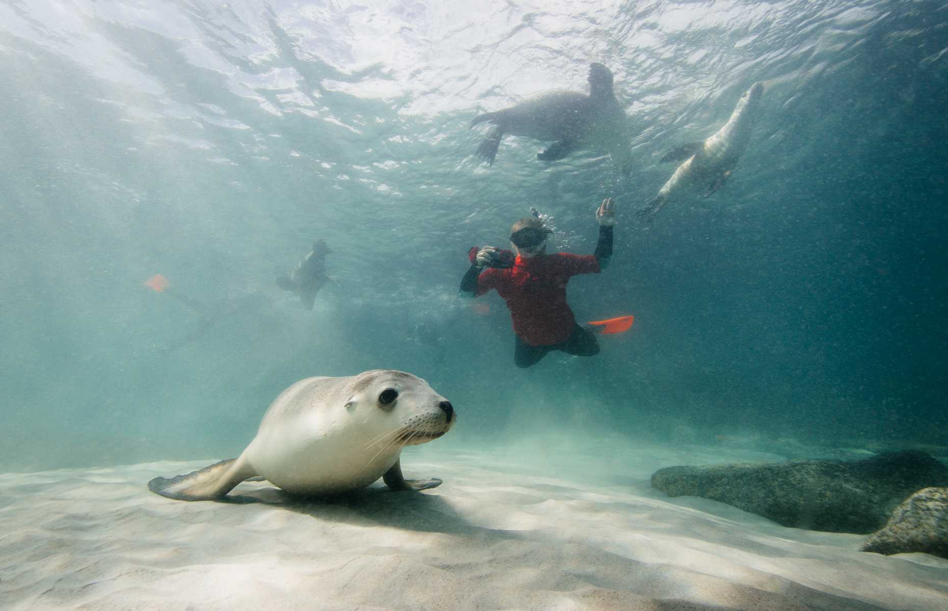 Autotour en Australie - Lion de mer