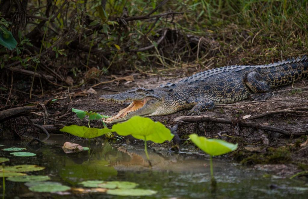 Safari en Australie - Top End Safari Camp