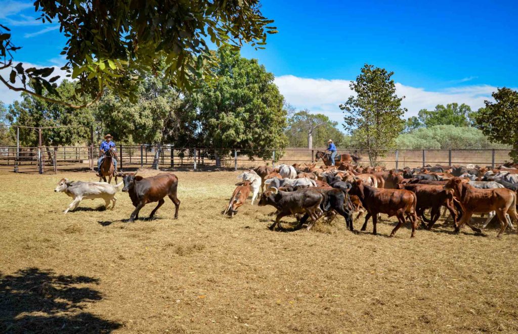 Hotel Top End - Bullo River Station