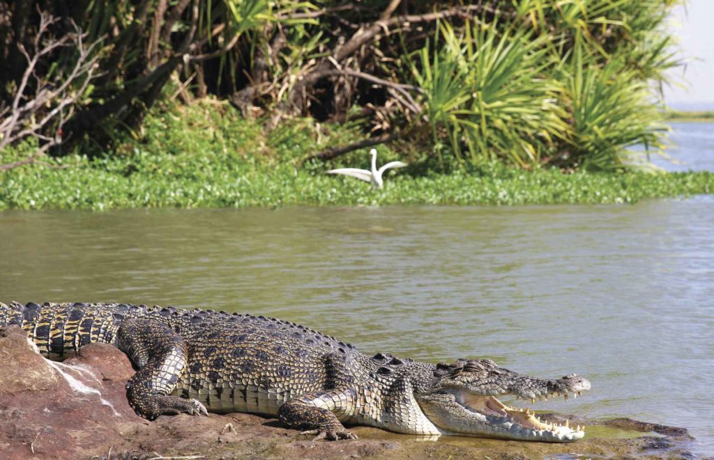 Camping en Australie - Crocodile