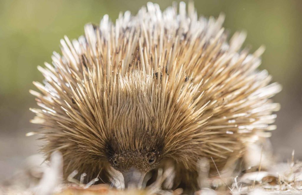 Séjour Kangaroo Island - Echidné