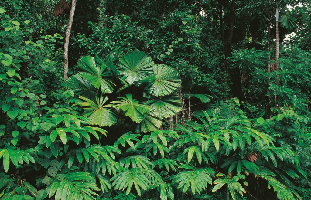 Séjour à Cape Tribulation - Cape Tribulation