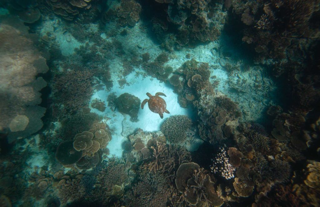 Séjour à Palm Cove - Grande Barrière de Corail