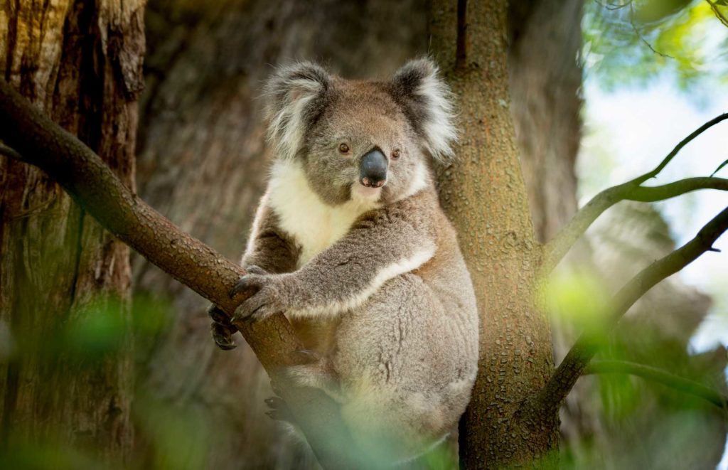 Hôtel de luxe Australie du Sud - Koala